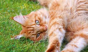 La péritonite infectieuse féline (PIF)